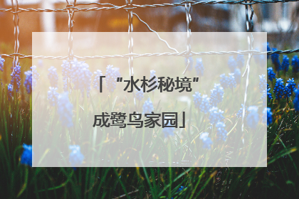 “水杉秘境”成鹭鸟家园