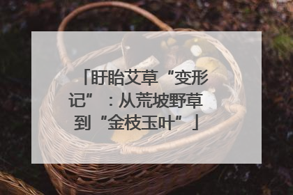 盱眙艾草“变形记”：从荒坡野草到“金枝玉叶”