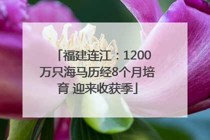 福建连江：1200万只海马历经8个月培育 迎来收获季