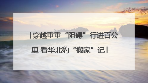 穿越重重“阻碍”行进百公里 看华北豹“搬家”记