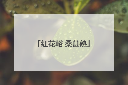 红花峪 桑葚熟