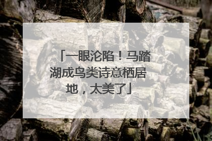 一眼沦陷！马踏湖成鸟类诗意栖居地，太美了