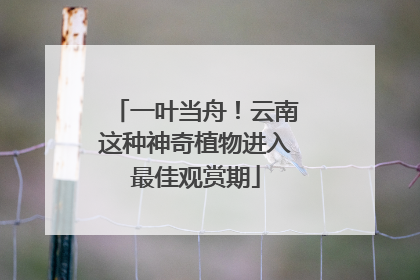一叶当舟！云南这种神奇植物进入最佳观赏期