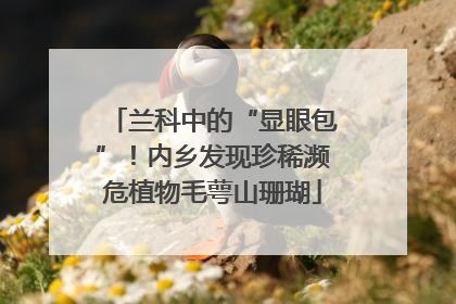 兰科中的“显眼包”！内乡发现珍稀濒危植物毛萼山珊瑚