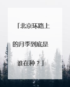 北京环路上的月季到底是谁在种？
