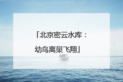北京密云水库：幼鸟离巢飞翔