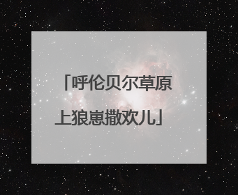 呼伦贝尔草原上狼崽撒欢儿