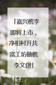 嘉兴槜李即将上市，净相村开共富工坊做槜李文创