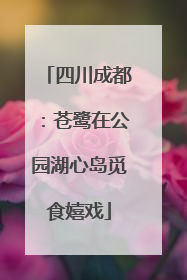 四川成都：苍鹭在公园湖心岛觅食嬉戏