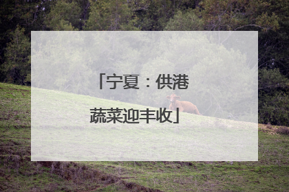 宁夏：供港蔬菜迎丰收