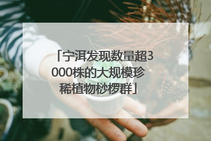 宁洱发现数量超3000株的大规模珍稀植物桫椤群