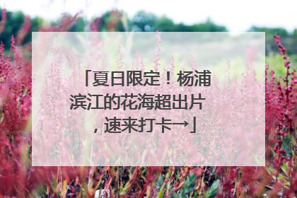 夏日限定！杨浦滨江的花海超出片，速来打卡→