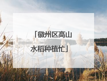 徽州区高山水稻种植忙
