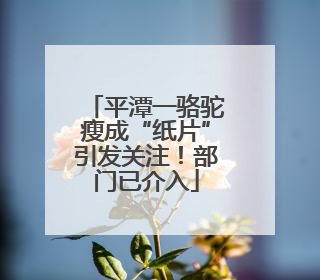 平潭一骆驼瘦成“纸片”引发关注！部门已介入