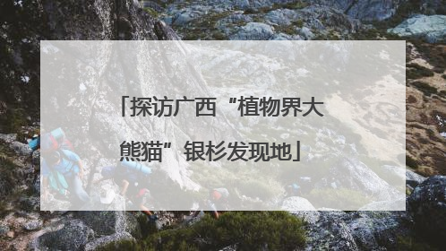 探访广西“植物界大熊猫”银杉发现地