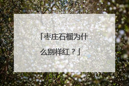 枣庄石榴为什么别样红？