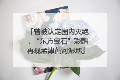 曾被认定国内灭绝，“东方宝石”彩鹮再现孟津黄河湿地