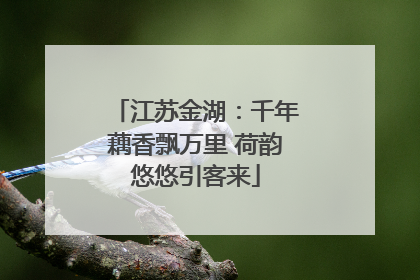 江苏金湖：千年藕香飘万里 荷韵悠悠引客来