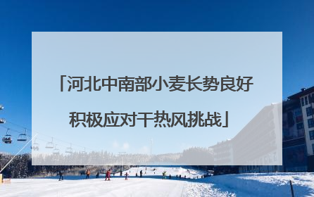 河北中南部小麦长势良好 积极应对干热风挑战