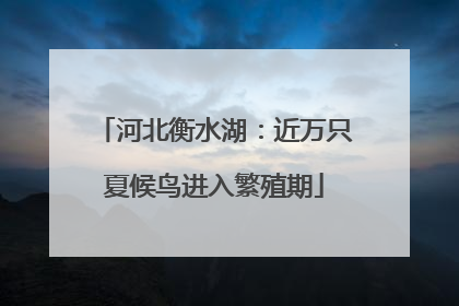 河北衡水湖：近万只夏候鸟进入繁殖期