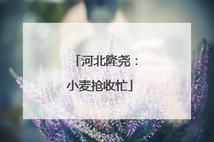 河北隆尧：小麦抢收忙