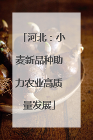 河北：小麦新品种助力农业高质量发展