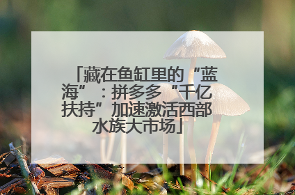 藏在鱼缸里的“蓝海”：拼多多“千亿扶持”加速激活西部水族大市场