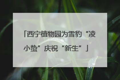 西宁植物园为雪豹“凌小蛰”庆祝“新生”