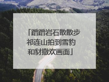 蹭蹭岩石散散步 祁连山拍到雪豹和豺撒欢画面