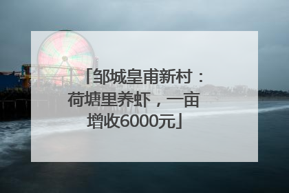 邹城皇甫新村：荷塘里养虾，一亩增收6000元