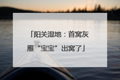 阳关湿地：首窝灰雁“宝宝”出窝了