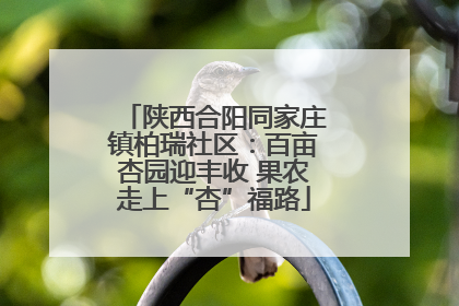 陕西合阳同家庄镇柏瑞社区：百亩杏园迎丰收 果农走上“杏”福路