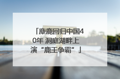 麋鹿回归中国40年 洞庭湖畔上演“鹿王争霸”